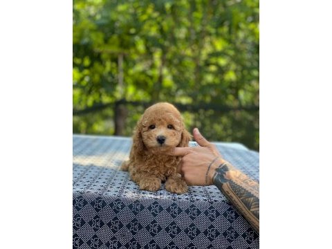 En microsu en özel poodle benim olsun isteyenlere
