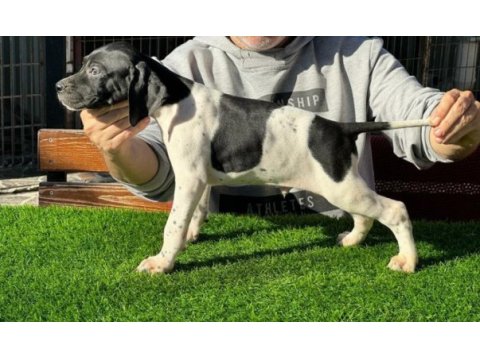 Scr li 10 numara pointer av köpekleri
