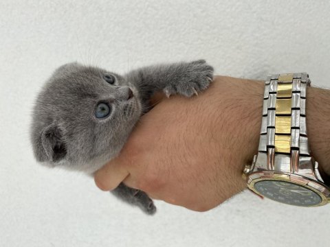 Hatasız 3 adet orijinal blue scottish fold yavru