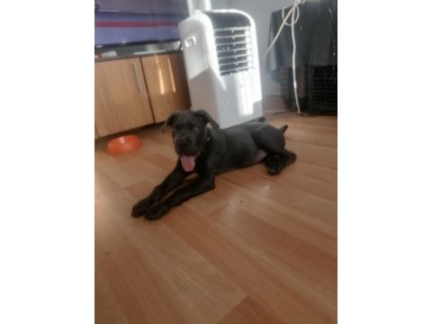 Safkan cane corso bebekler