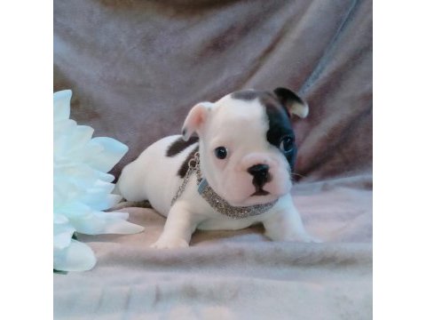 French bulldog yavruları