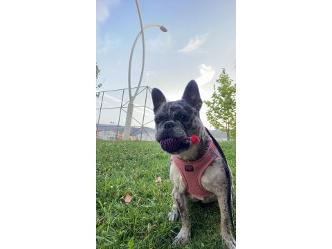 Dişi merle french bulldog