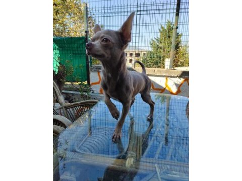 Islak burun mini şivava (chihuahua)