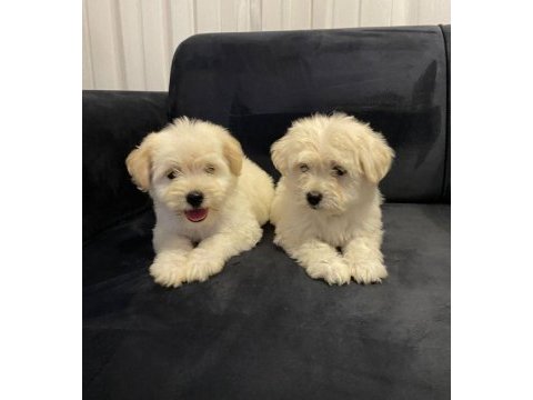 2 aylık yavru terrier yavrumuz