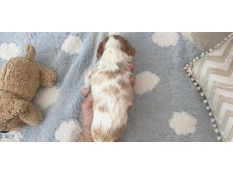 Sağlıklı ve çok sevecen yapılı cavalier king charles