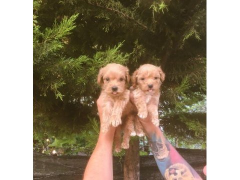 Orjinal bebek yüzlü maltipoo yavrular