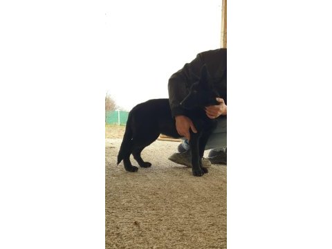 Irkının en iyisi siyah kurt köpeği