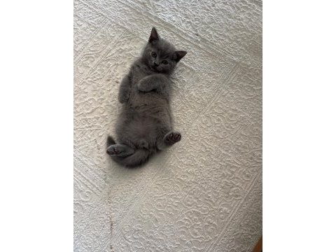 2 yavru ve annesi kedilerimiz sahiplendirilecektir