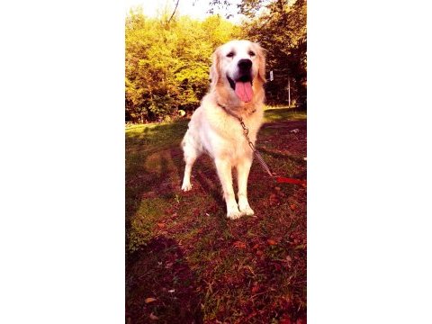 Eğitimli golden köpeğimi sahiplendirmek istiyorum bartin içi