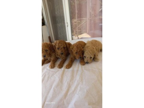 Poodle yavrusu bebeğimiz