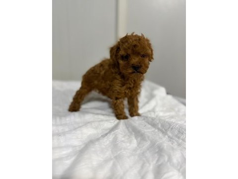 Dişi kuyruksuz kore toy poodle gerçek kalite isteyene