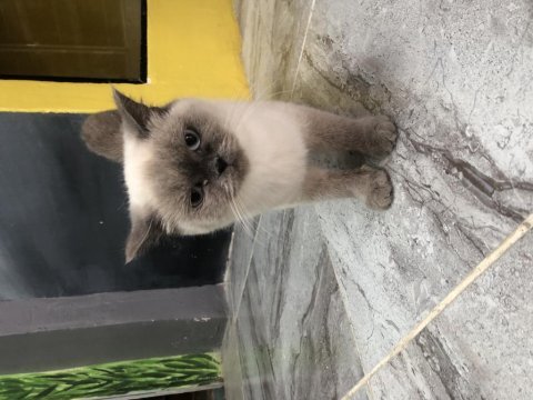 British shorthair bluepoint dişi 2,5 yaşında