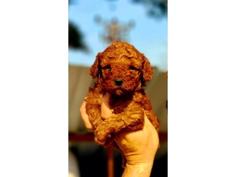Muhteşem toy poodle bebeklerimiz