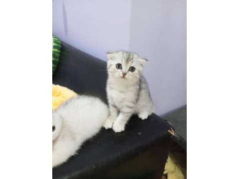 Safkan scottish fold ve straight yavrular catteryden