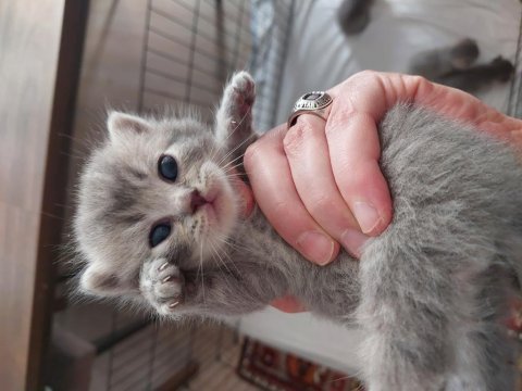 Ömürlük british shorthair yuvalarını bekliyorlar