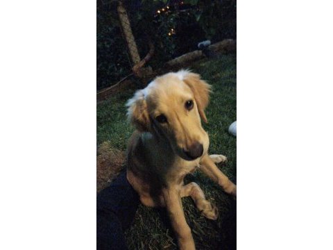 Depremzede golden retriever