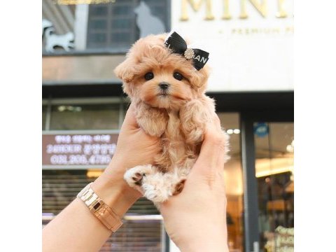 Mükemmel maltipoo yavruları kore