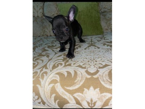 Uygun puanlı french bulldog