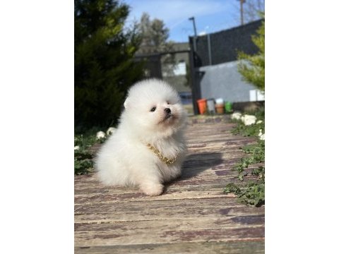 Orjinal pomeranian boo yavrularımız