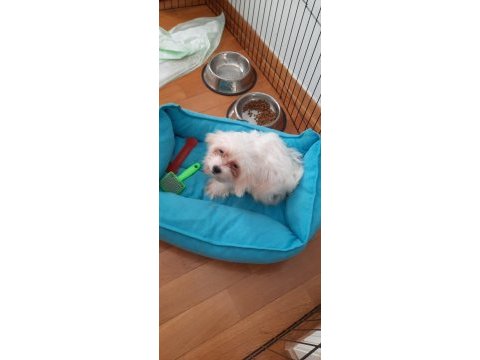 Yavru terrier maltese