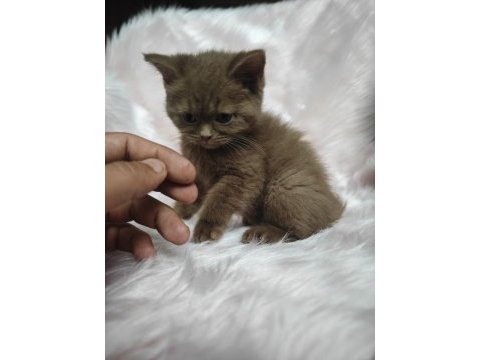 Cinnamon dişi british shorthair