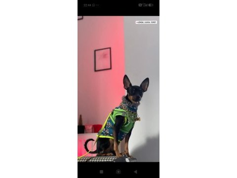 50 günlük aşılı 2 dişi köpeğimiz