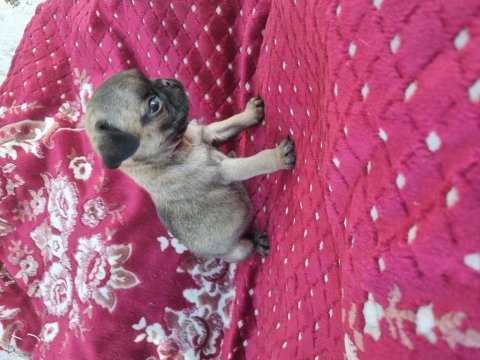 Gen garantili pug 10 yıl tecrübe