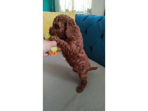 Show kalite toy poodle lar petmode köpek çiftliğinde