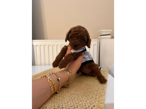 Baba kore anne toy red borow poodle