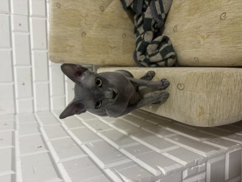 Orijinal sphynx (tüysüz) yeni yuvasını arıyor