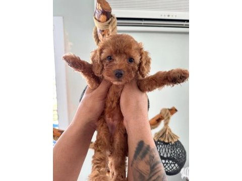 Minik toy poodle yavruları yeni sahiplerini arıyor