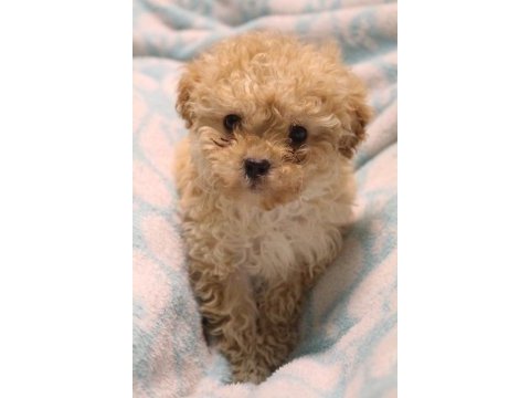 Maltipoo yavruları