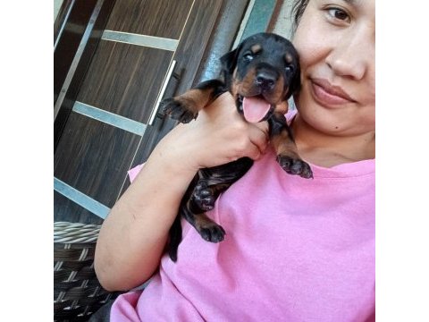 Şecerli doberman yavrularımız