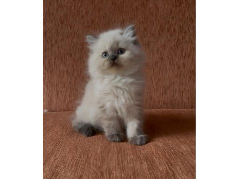 Chocolate point tatlı scottish straight prenses