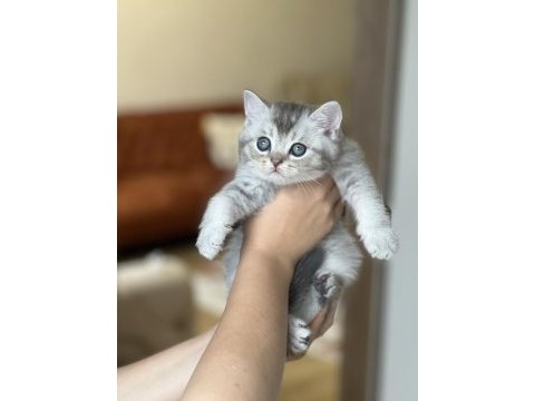 A kalite british shorthair silver yavrum