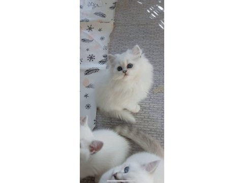 British longhair yavru kediler