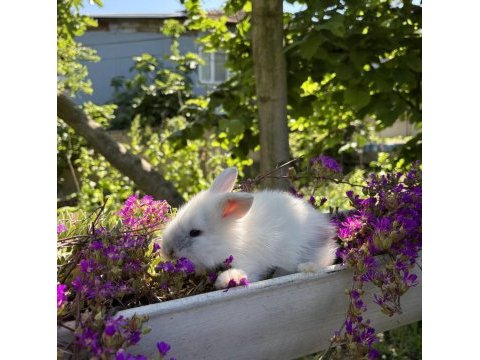 Hollanda lop tavşan