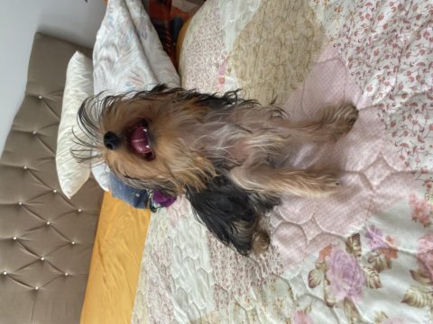 5 aylık anne baba scrli yorkshire terrier yavrularımız