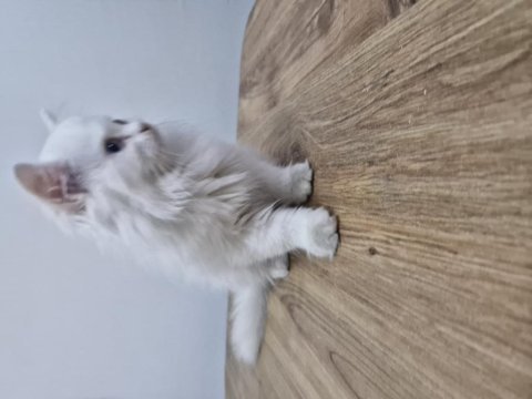 British longhair 2 aylık beyaz melek