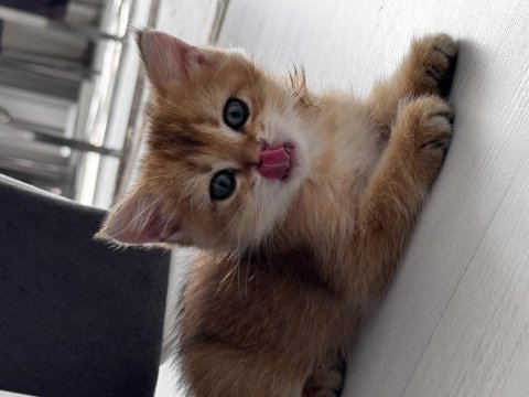 2 aylık british shorthair yavrumuz yeni yuvasını arıyor