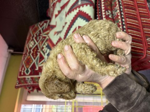 Toy poodle köpekleri