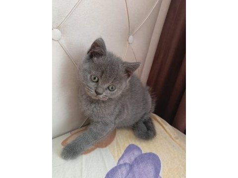 Yavru kedimi sahiplendirmek istiyorum