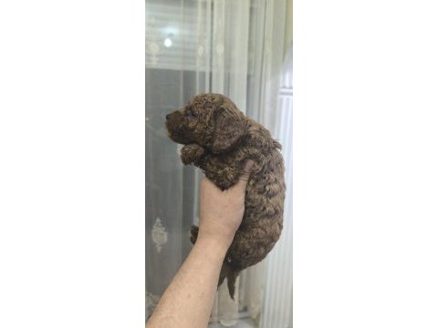 Bebek köpeklerim yeni ailesiyle tanışmaya hazırlar