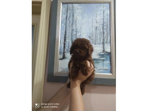 En uygun en garanti boy kore poodle
