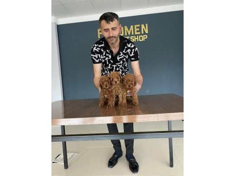 Shoooowwww kalite maltipoo yavrular ankara mağazamızda 