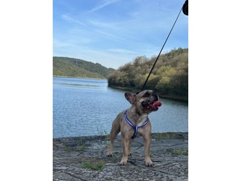 5 yaşında erkek french bulldog