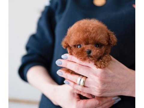 Güllü kızımızın mükemmel yavrusu toy poodle