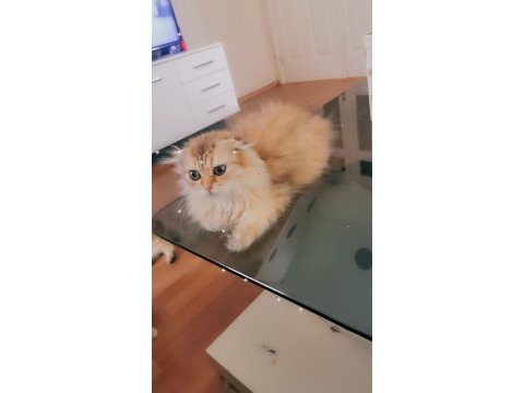 Full şecereli şampiyon ebeveynlere sahip scottish fold