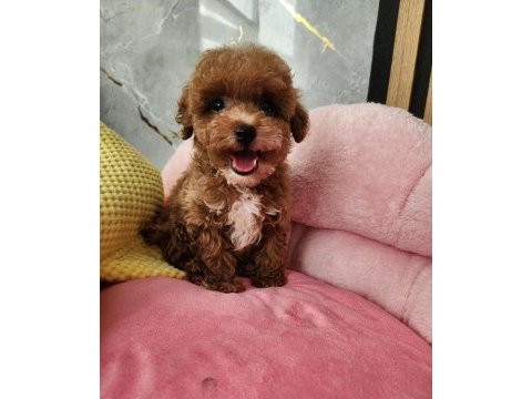 Sevimli  maltipoo  yavrularımız 