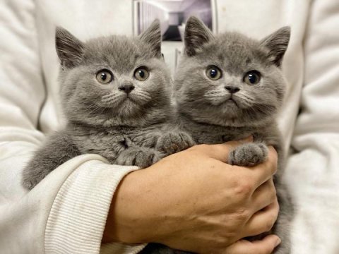 British shorthair yavruları